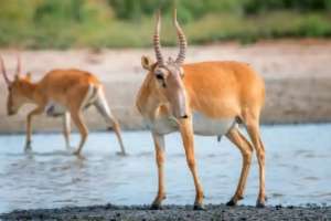 Министрлік ақбөкен етін өңдеу тәртібін түсіндірді