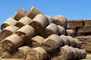 Елімізде 11,4 млн тонна мал азығы дайындалды