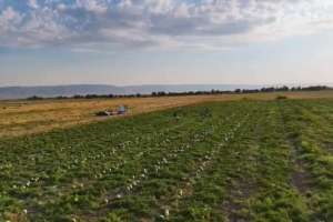 Жамбыл облысының диқандары қарбыздың алғашқы өнімін жинап жатыр