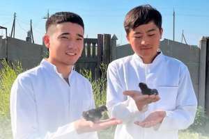 Студенттер сирек кездесетін құс тұқымдарын өсіреді