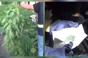 Қарағанды облысының тұрғыны үйінің ауласын қарасора плантациясына айналдырған