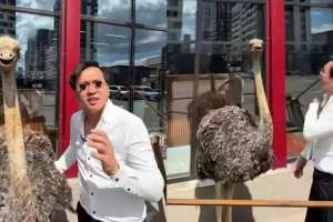 Елордада түйеқұсты жарнамаға пайдаланған: полиция түсініктеме берді