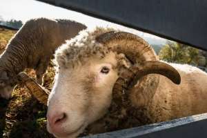 «Алаяқтар болуы мүмкін»: Мүфтият құрбандық шалатын азаматтарды абай болуға шақырды