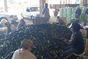 Түркістан облысында баялдының алғашқы өнімі жиналды