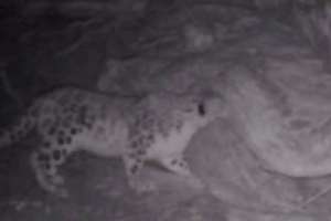 «Көлсай көлдері» ұлттық паркінде қар барысы фототұзаққа ілікті