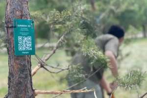 Астанадағы «Ғашықтар» саябағына қарағай ағаштары отырғызылды