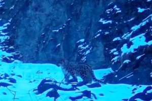 Жоңғар Алатауы ұлттық паркінде қар барысы фототұзаққа түсіп қалды