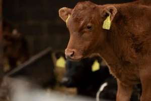 Жыл басынан бері 190-ға жуық мал ұрысы ұсталды