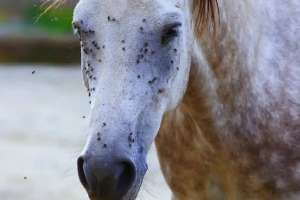 Түркістан облысында шіркеймен күреске жауапты мердігер 1,4 млн теңге айыппұл арқалады