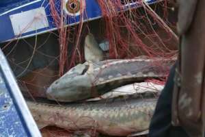 «Бекіре» акциясы барысында 600 келіден астам бекіре балығы тәркіленді