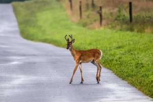 Жолда жабайы жануарлар кездескен жағдайда не істеу керек?