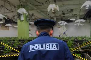 Алматыда марихуананың ірі партиясы тәркіленді