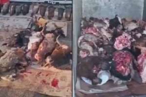 Полицейлер 13 заңсыз мал сою цехын анықтады (ВИДЕО)