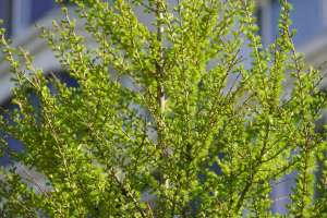 Мамыр айына арналған ауа райы болжамы жарияланды