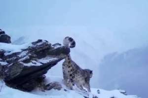 Катонқарағай ұлттық паркінде қар барысы фототұзаққа түсіп қалды