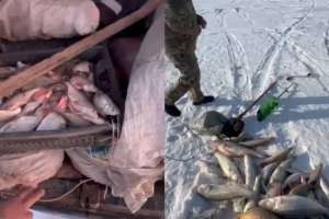 Браконьерлерден 200 келіден астам балық тәркіленді