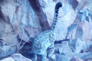 «Іле-Алатау» ұлттық паркінде қар барысы фототұзаққа түсті