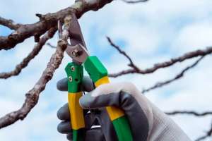 Атырау облысында әкімдік қызметкері ағаштан құлап, жарақат алған