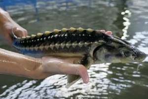 Елімізде балық шаруашылығын жем-шөппен қамтамасыз ету мәселесі қалай шешілуде