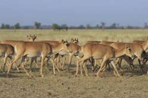 Қазақстан Қытайға 1500 киік тарту етеді