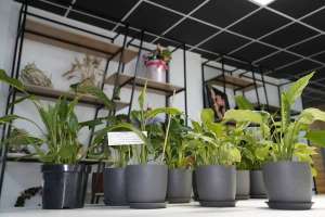 Жұмысшы мамандықтар жылы: Елордалық колледжде болашақ флористер даярланады