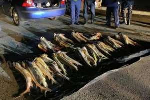 Маңғыстауда екі тоннаға жуық бекіре балығы тәркіленді