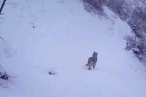 Ұлттық парк аумағында сирек кездестін жануарлар фототұзаққа ілікті (ВИДЕО)