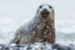 Ғылыми мақсаттар үшін сирек кездесетін су жануарлары сатып алынады