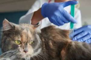 Астанада 9 мың қаңғыбас ит пен мысыққа микрочип салынды