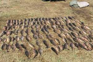 Ақтөбе облысының тұрғынынан заңсыз ауланған 75 келі сазан тәркіленді