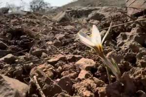 Елдің оңтүстігінде бәйшешек гүлдеді (видео)