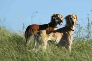 Тазының қанын бұзғандарды жауапкершілікке тарту ұсынылды