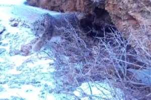 Сайрам-Өгем ұлттық паркінің аумағында қар барысы фототұзаққа түсіп қалды