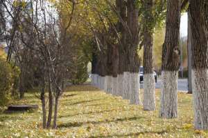 Жоғары технологиялар орманды және қоршаған ортаны қорғауға қалай көмектеседі