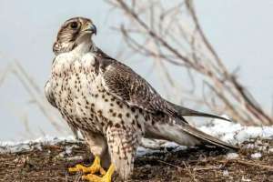 Ителгі құсын көбейту орталығын құру ұсынылды