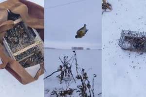 Қызыл кітапқа енген торғайды заңсыз аулаған елордалық ұсталды