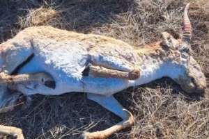 Атырау облысында киік қырылып жатыр