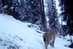 Көлсай көлдерінде қар барысы мен Түркістан сілеусіні фототұзаққа түсіп қалды