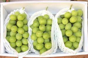 «Шайн мускат» жүзімінде ағзаға зиянды зиянкес табылған жоқ – АШМ