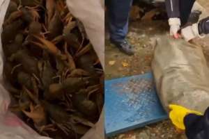 ШҚО-да 240 келіден астам тірі шаянды заңсыз тасымалдаған күдікті ұсталды