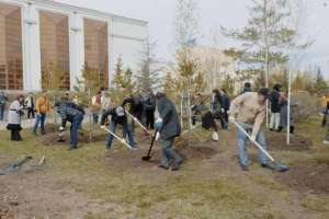 «Таза Қазақстан» : Байқоңыр ауданында екі мыңнан аса ағаш пен бұта отырғызылды