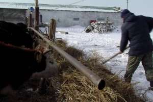 Елімізде сиыр азайып жатыр, ет күрт қымбаттауы мүмкін