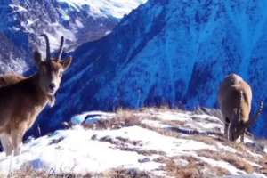 Қатонқарағайда фототұзаққа сирек жануарлар ілікті