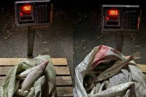 Полицейлер 50 келіден астам заңсыз ауланған балықты тәркіледі