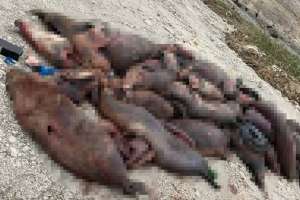 Каспий жағасында 150-ден астам итбалық қырылып қалған