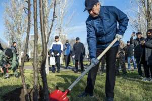 Елордада Мәжіліс депутаттары 300 ағаш отырғызды