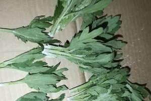 160 мыңға жуық хризантема Нидерландыға қайтарылды