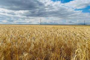 Қарағанды облысында рекордтық көлемде астық жиналды