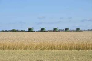 Қазақстанда 24 млн тоннадан астам астық бастырылды