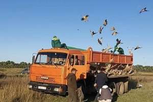 Астананың жасыл белдеуіне 750 қырғауыл жіберілді